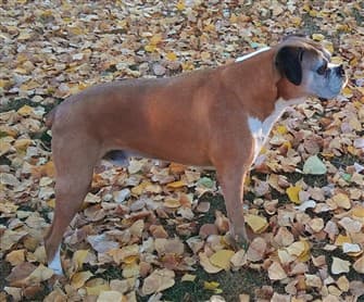 second-oldest-boxer-dog-16yr